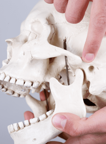 A hand points out the jaw bone on a model skull. 